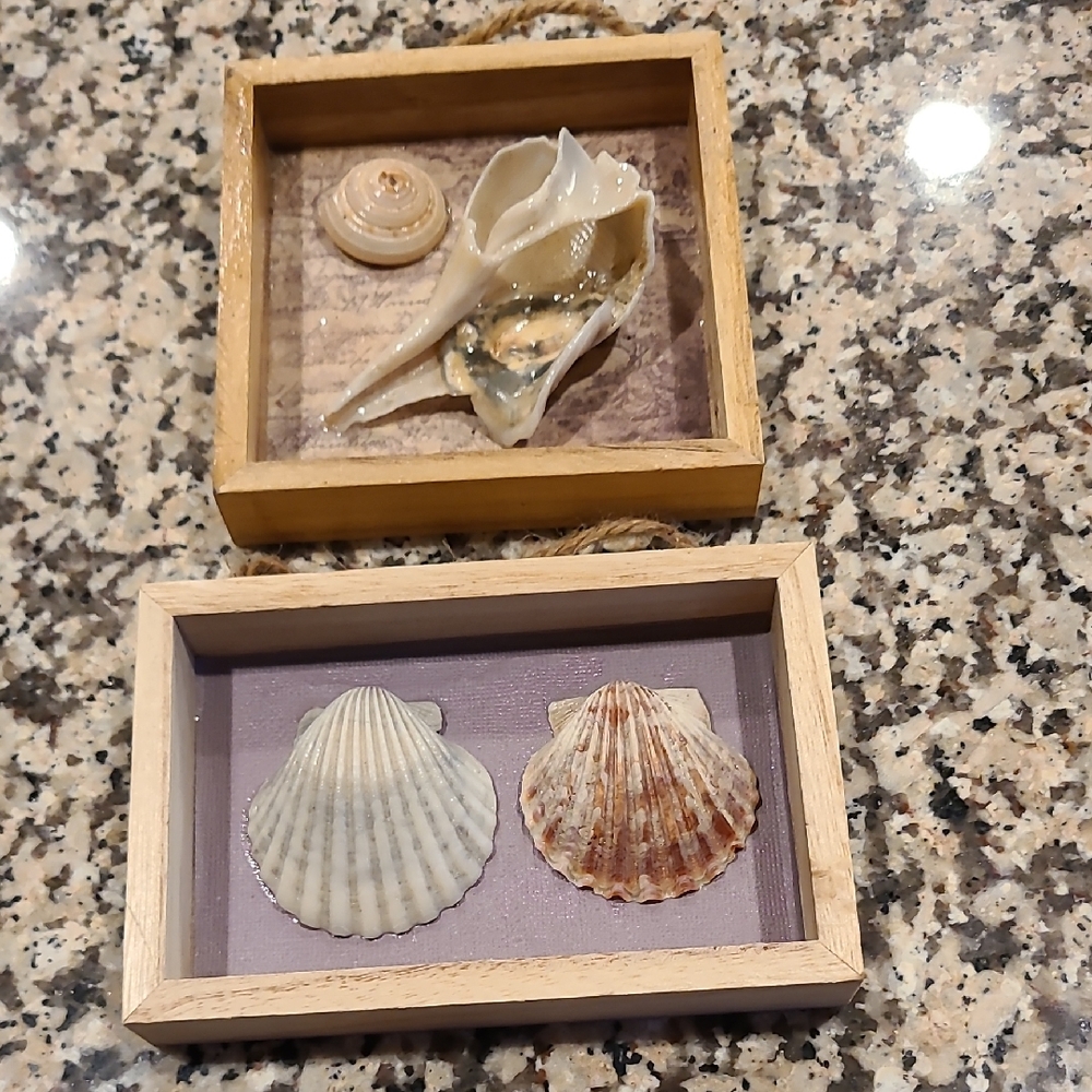 Decorative Seashell Shadow Box Set - Natural and Tan